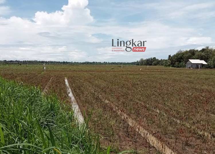 Curah Hujan Tinggi Ratusan Hektare Lahan Pertanian Terendam Air di Bantul