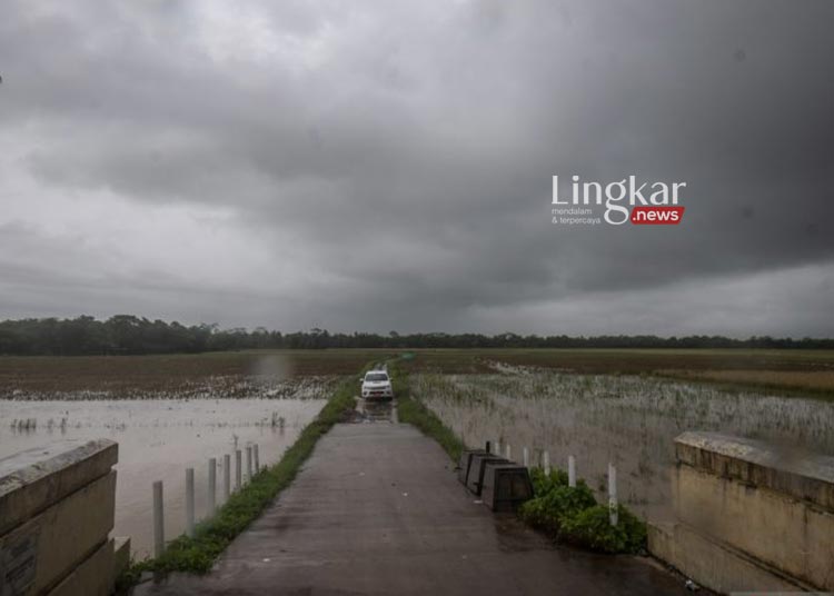 Terendam Banjir 4 Hari 40 Hektare Sawah di Pandeglang Dipastikan Gagal Panen