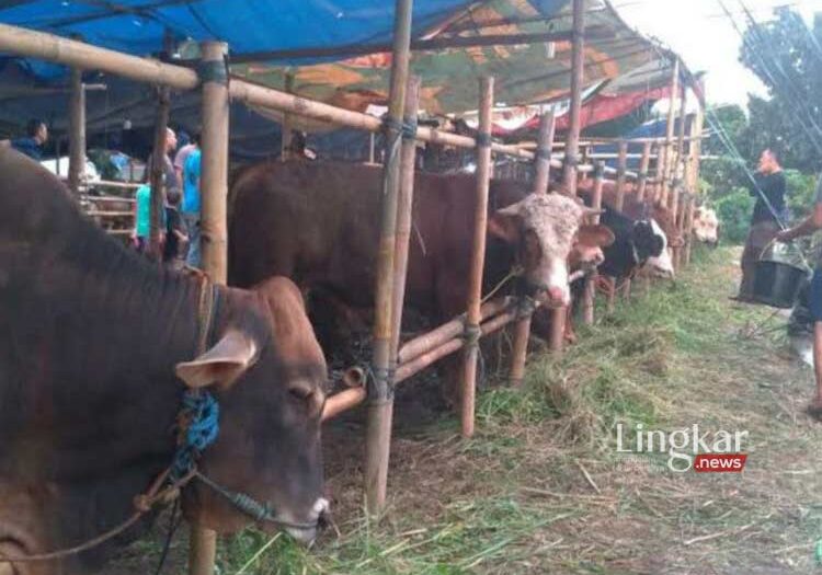 Jelang Idul Adha Hewan Kurban Wajib Dilengkapi Surat Keterangan Sehat