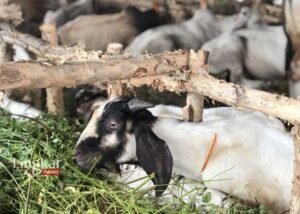 Pengumpulan Hewan Kurban Idul Adha 2023 Ditargetkan Capai 10.000 Ekor