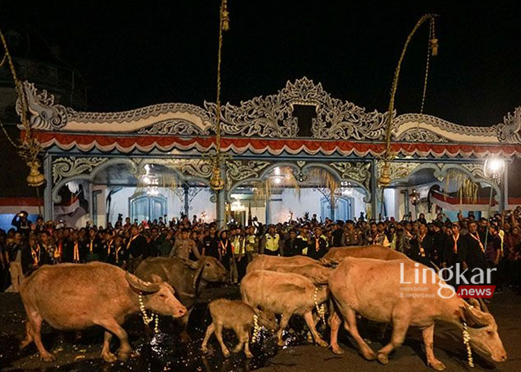 Keraton Solo Siapkan Enam Kebo Bule untuk Kirab Malam 1 Suro