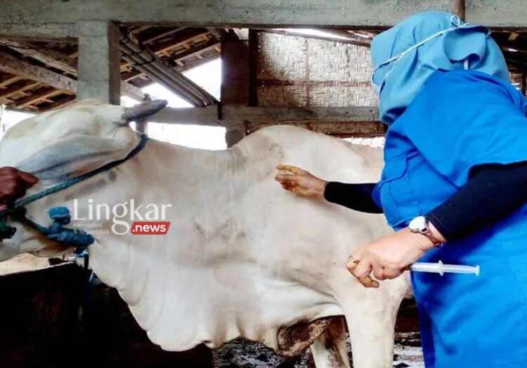 Pemkab Gunungkidul Tak Tetapkan Penyakit Antraks sebagai KLB