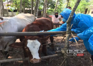 Penyakit Antraks Muncul di Gunungkidul DIY