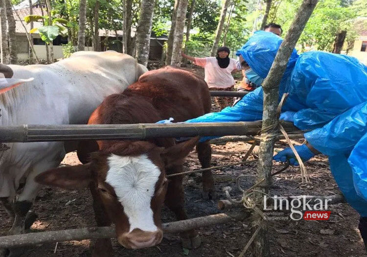 Penyakit Antraks Muncul di Gunungkidul DIY