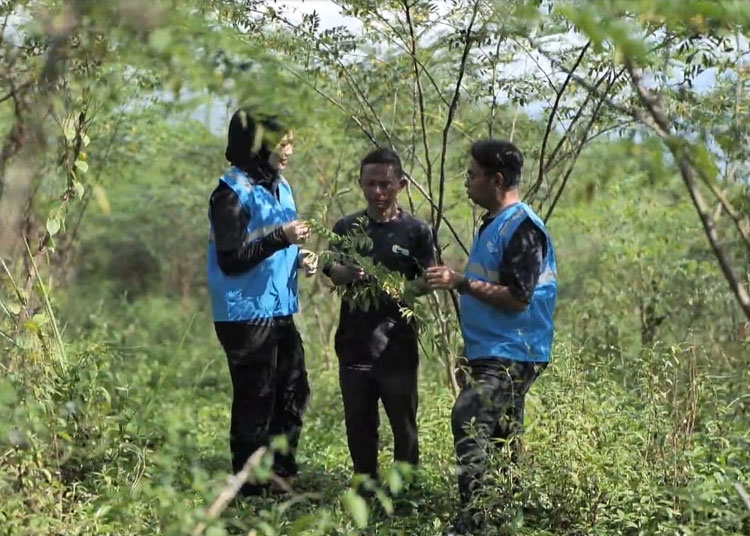 petani indigofera tasikmalaya