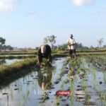 Proyek Food Estate Prabowo Bentuk Kemenko dan Utusan Khusus Bidang Pangan