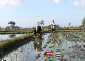 Proyek Food Estate Prabowo Bentuk Kemenko dan Utusan Khusus Bidang Pangan