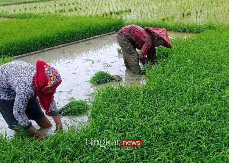 Indonesia Kekurangan 45.000 Penyuluh Pertanian 1 Penyuluh Layani 5 Desa