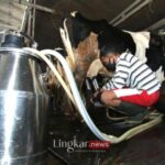 Mentan akan Wajibkan Industri Susu Serap Produksi Peternak Lokal