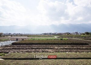 Program Petani Milenial Kementan Beri Jaminan Penghasilan Lebih dari Rp10 Juta