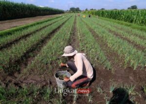 Rp300 Triliun Dianggarkan untuk KUR Pertanian untuk Apa Saja