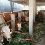 Serangan Penyakit Mulut Dan Kuku di Bantul 11 Sapi Dilaporkan Mati