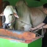 Ini Jenis Sapi yang Terpilih Jadi Hewan Kurban Presiden di Bantul