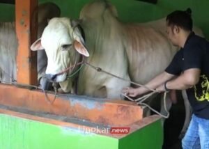 Ini Jenis Sapi yang Terpilih Jadi Hewan Kurban Presiden di Bantul