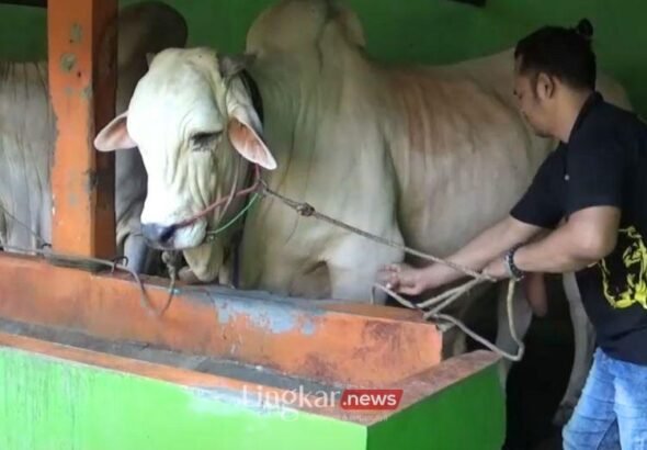 Ini Jenis Sapi yang Terpilih Jadi Hewan Kurban Presiden di Bantul