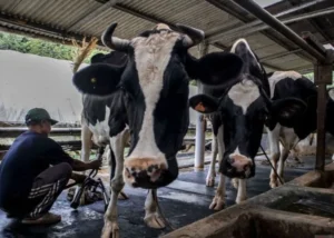 Firnando Ganinduto Dukung Impor Sapi Tapi Jangan Matikan Peternak Lokal
