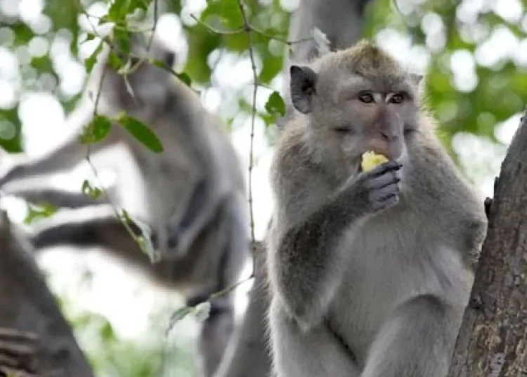 Kawanan Kera Ekor Panjang Serang Lahan Pertanian di Yogyakarta
