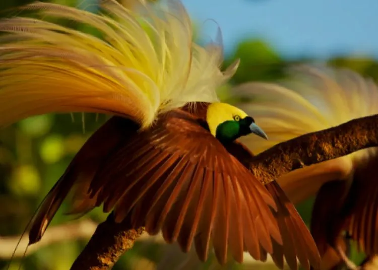 DPR Papua akan Inisiasi Perda Perlindungan Cenderawasih