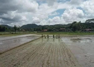 5 Kecamatan di Bantul Jadi Lokasi Pengembangan Komoditi Perkebunan