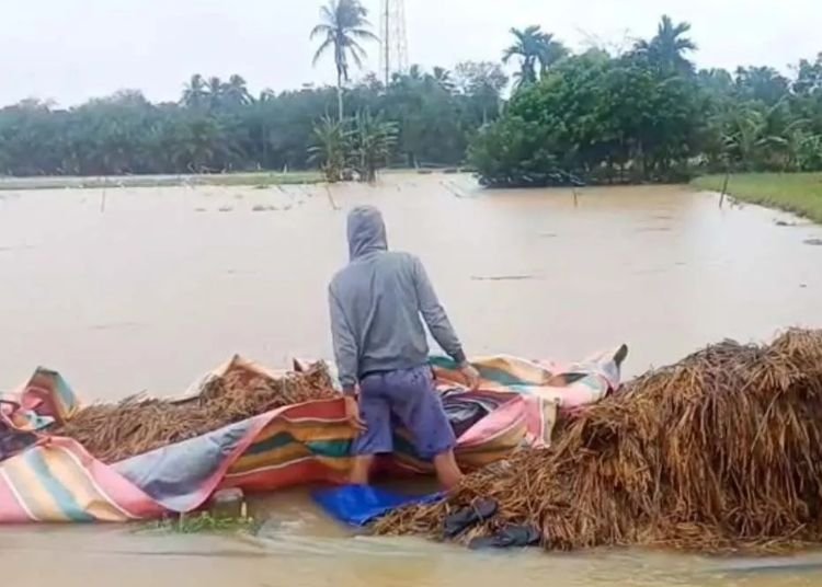 DPR-Dukung-Penghapusan-Utang-KUR-Petani-Terdampak-Bencana-di-Sumatra