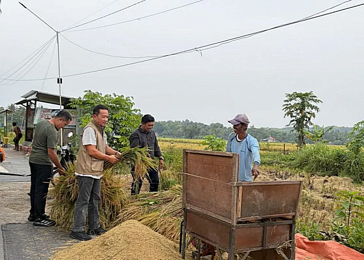 kegiatan-serapan-gabah-petani-oleh-bulog-di-dusun-jaten-triharjo-bantul
