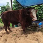 sapi-kurban-presiden-prabowo-untuk-masyarakat-karo