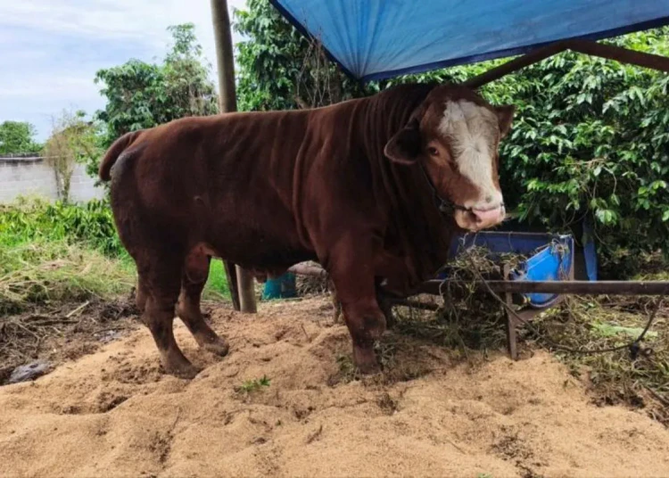 sapi-kurban-presiden-prabowo-untuk-masyarakat-karo
