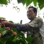 Pemda-DIY-siapkan-bantuan-gerobak-kopi-keliling-dukung-promosi-kopi-750x536-1