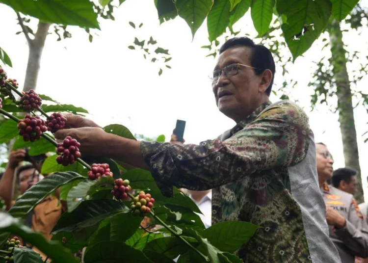 Pemda-DIY-siapkan-bantuan-gerobak-kopi-keliling-dukung-promosi-kopi-750x536-1