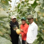 Bumkal-Sumberharjo-Prambanan-sukses-budi-daya-melon-premium-750x536-1
