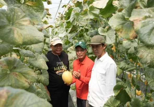 Bumkal-Sumberharjo-Prambanan-sukses-budi-daya-melon-premium-750x536-1