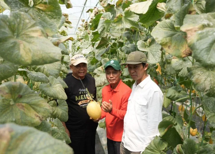 Bumkal-Sumberharjo-Prambanan-sukses-budi-daya-melon-premium-750x536-1