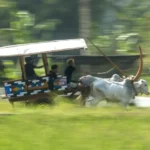 Potret-semarak-Festival-Gerobak-Sapi-di-Yogyakarta-750x536-1
