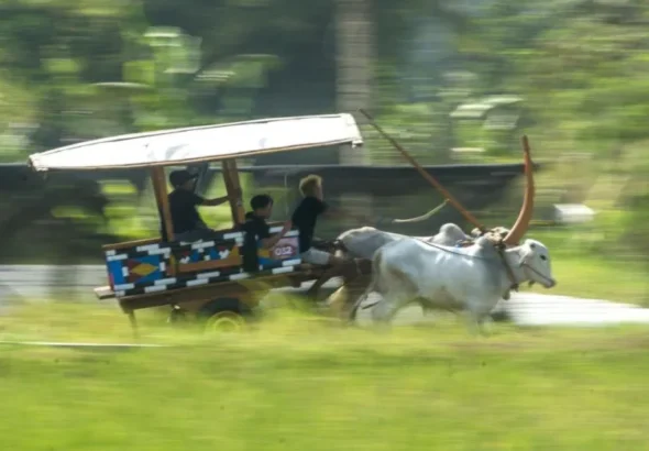 Potret-semarak-Festival-Gerobak-Sapi-di-Yogyakarta-750x536-1