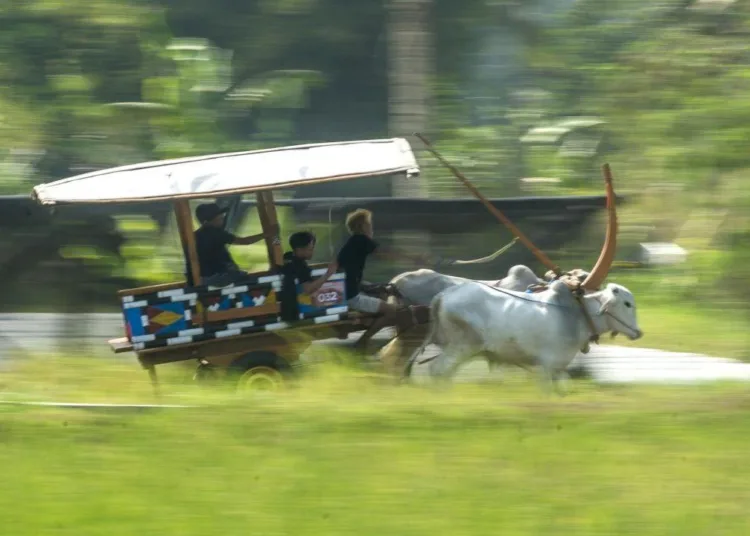 Potret-semarak-Festival-Gerobak-Sapi-di-Yogyakarta-750x536-1