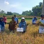 DP3-Sleman-catat-varietas-Sembada-Merah-capai-71-ton-GKP-per-hektare-750x536-1