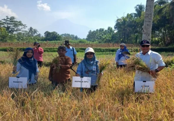DP3-Sleman-catat-varietas-Sembada-Merah-capai-71-ton-GKP-per-hektare-750x536-1