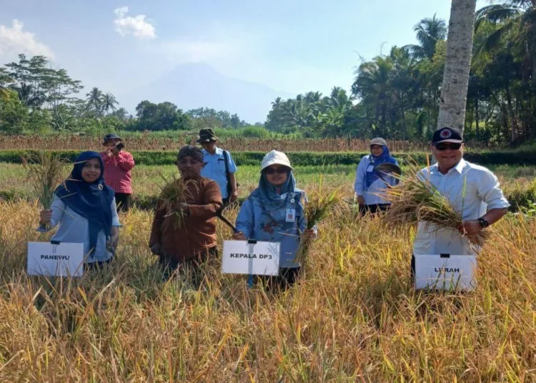 DP3-Sleman-catat-varietas-Sembada-Merah-capai-71-ton-GKP-per-hektare-750x536-1