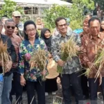 Yogyakarta-optimalkan-keterbatasan-lahan-untuk-pertanian-terpadu-750x536-1