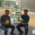 tapm-gunungkidul-larisi-melon-bumkal-mekar-jaya-sejahtera-sambirejo-1790691742-1-750x536-1