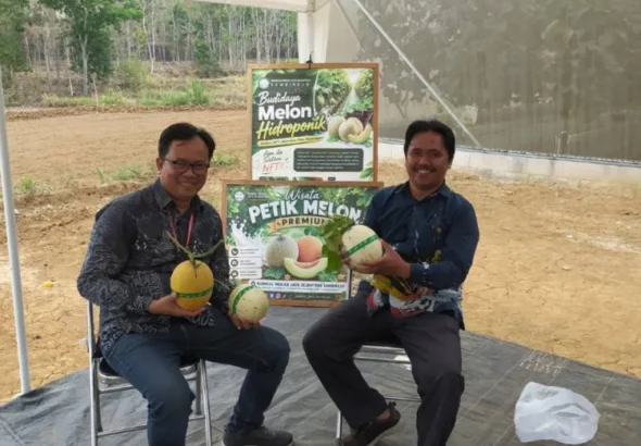 tapm-gunungkidul-larisi-melon-bumkal-mekar-jaya-sejahtera-sambirejo-1790691742-1-750x536-1