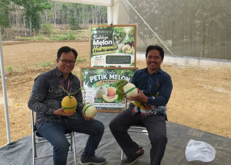 tapm-gunungkidul-larisi-melon-bumkal-mekar-jaya-sejahtera-sambirejo-1790691742-1-750x536-1