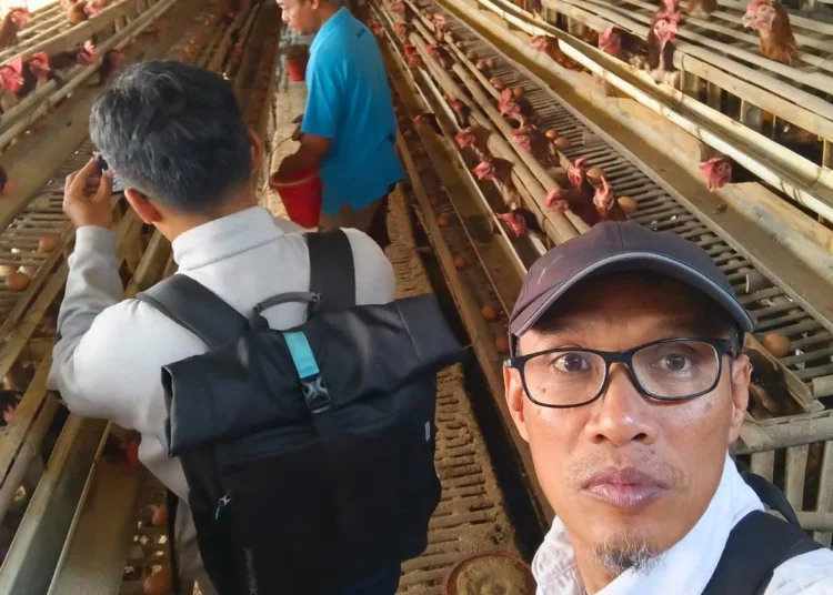 dampak-program-ketapang-ayam-petelur-ngestiharjo-1791584549-2-750x536-1
