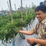 keberhasilan-budidaya-cabai-bumkal-banyu-mataram-sinergi-pemanfaatan-tanah-kas-desa-dan-pendampingan-desa-di-kalurahan-banyurejo-1793097041-1-750x536-1