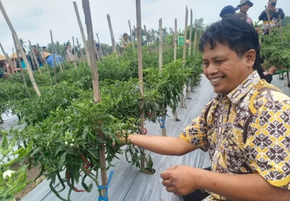 keberhasilan-budidaya-cabai-bumkal-banyu-mataram-sinergi-pemanfaatan-tanah-kas-desa-dan-pendampingan-desa-di-kalurahan-banyurejo-1793097041-1-750x536-1