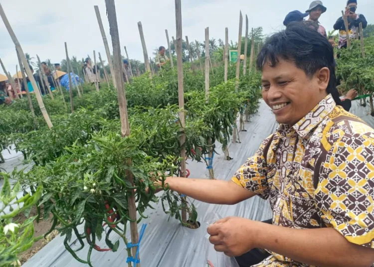 keberhasilan-budidaya-cabai-bumkal-banyu-mataram-sinergi-pemanfaatan-tanah-kas-desa-dan-pendampingan-desa-di-kalurahan-banyurejo-1793097041-1-750x536-1