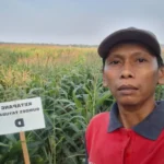 solusi-pakan-ternak-musim-kemarau-1792050899-1-750x536-1