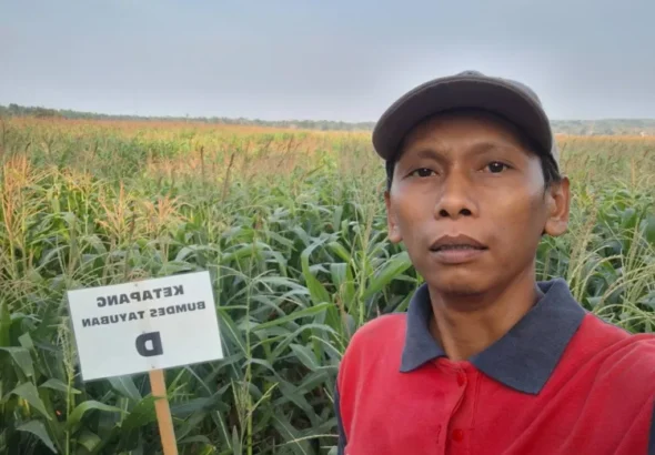solusi-pakan-ternak-musim-kemarau-1792050899-1-750x536-1