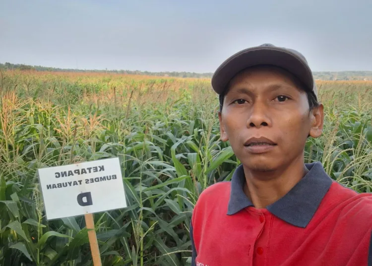 solusi-pakan-ternak-musim-kemarau-1792050899-1-750x536-1